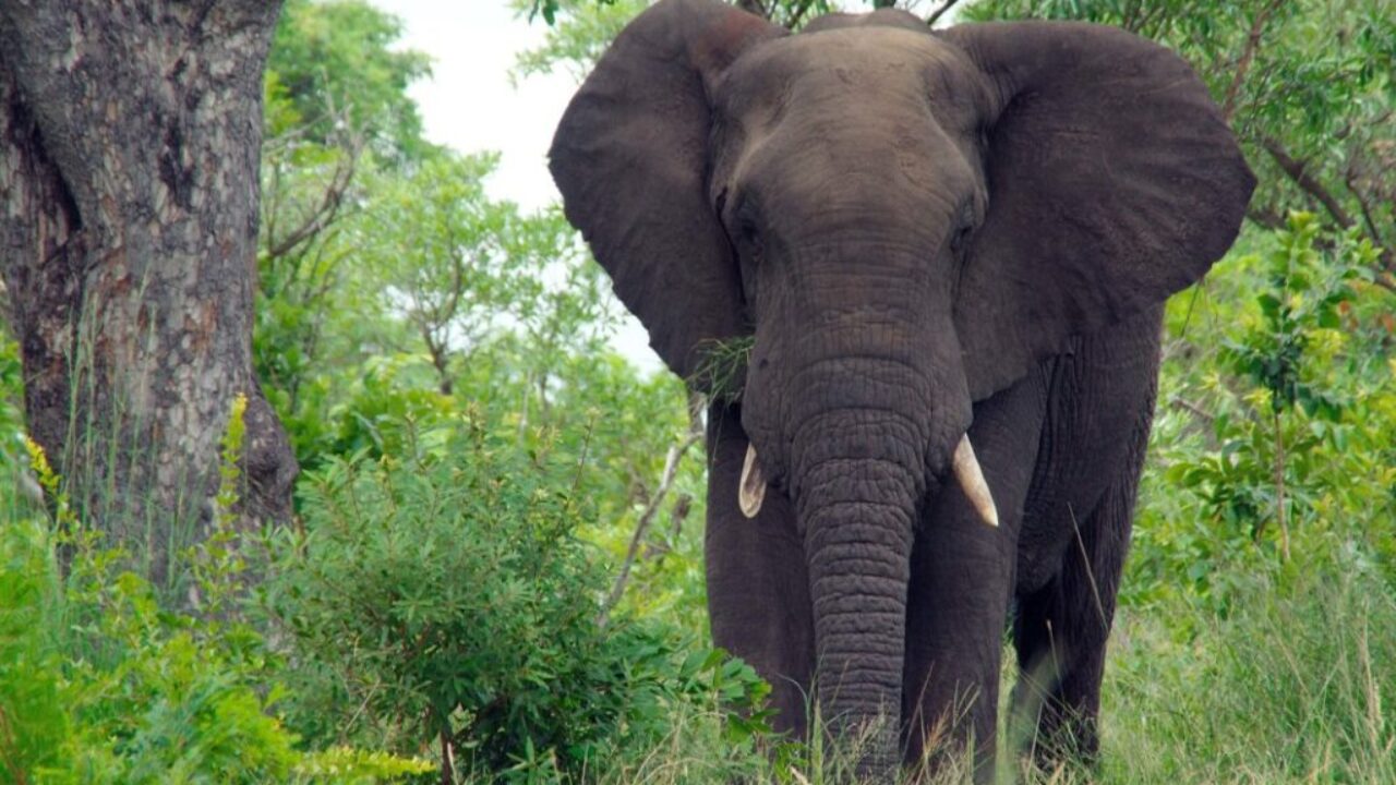elephant