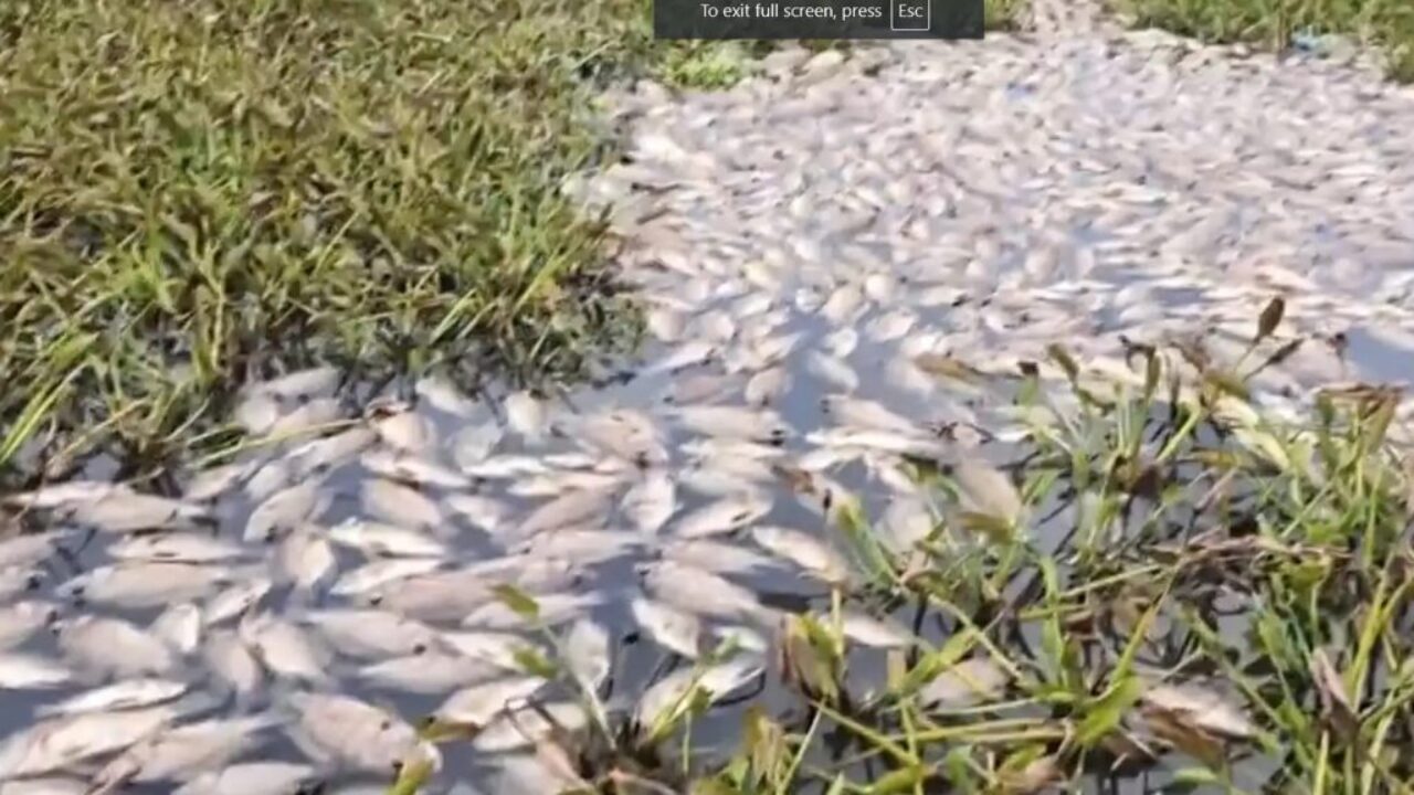 fish-dead-chennai