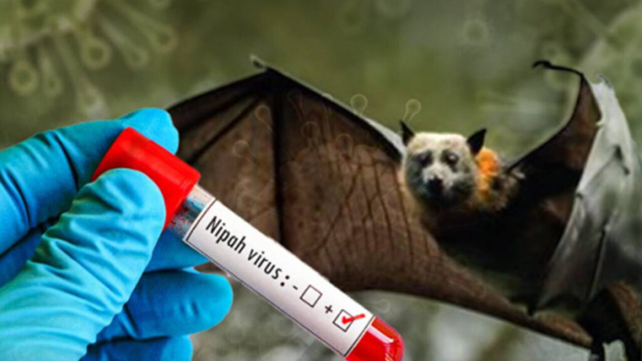 nipahvirus-main-1741331960163