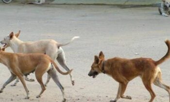 stray-dog