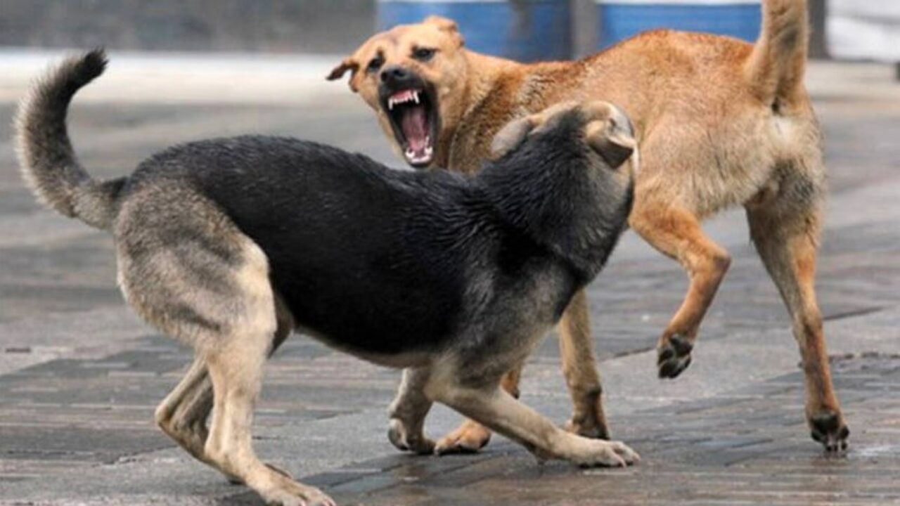 stray-dog-attack