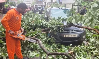 tree-fell-on-car