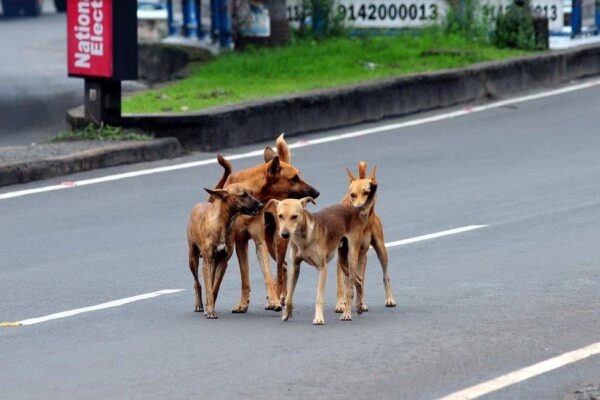 Street Dog