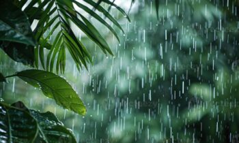 Rain