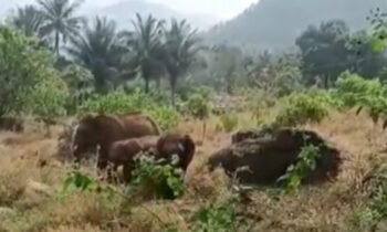 attappady-elephants