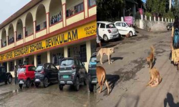dog-attack