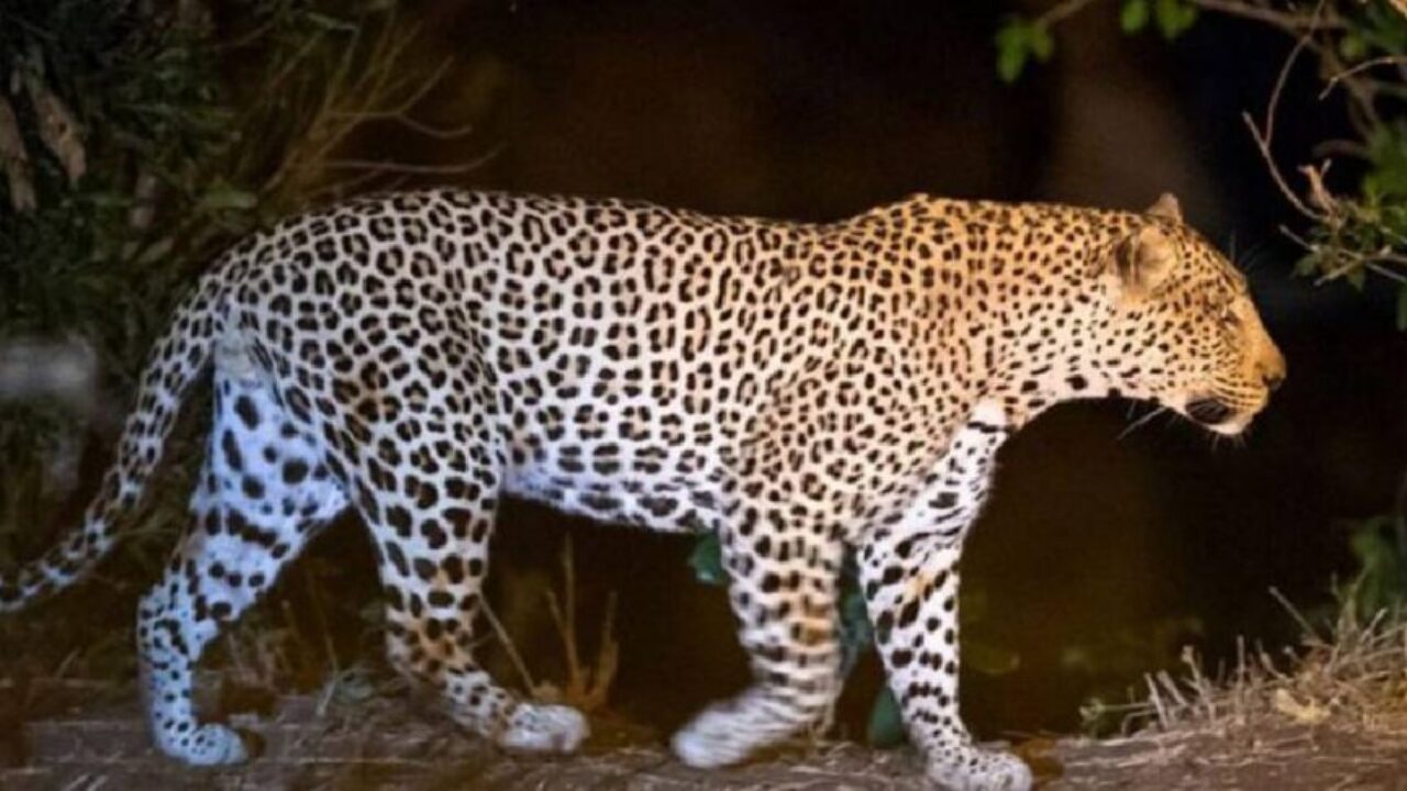leopard-wayanad