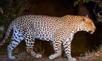 leopard-wayanad