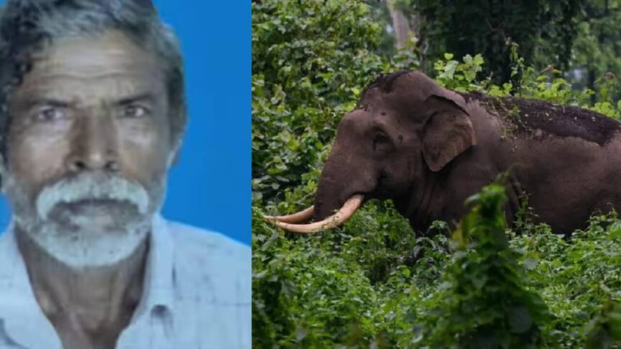 palakkad-elephant-attack