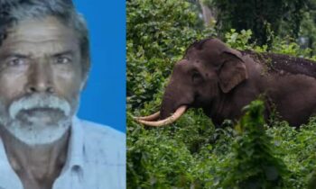 palakkad-elephant-attack