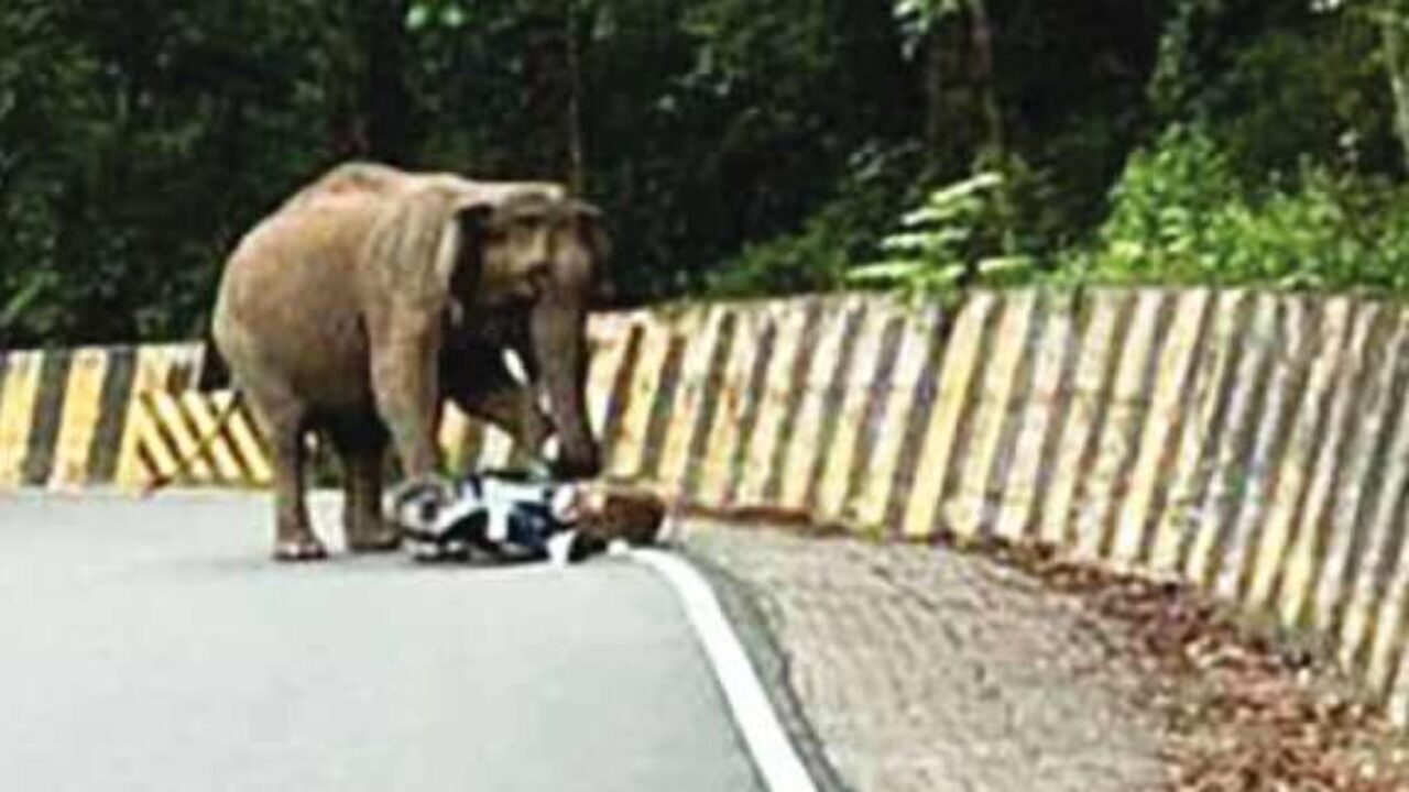scooter-elephant