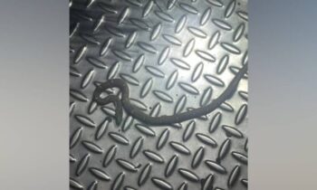 snake-train