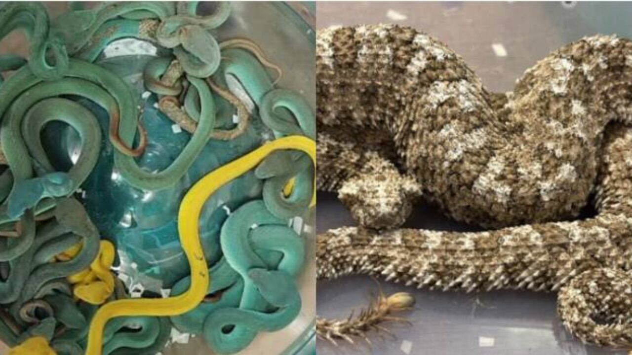 snakes-airport