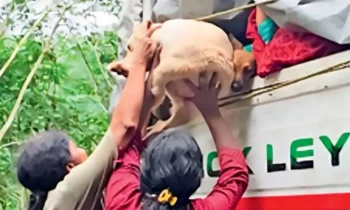 stray dog-release